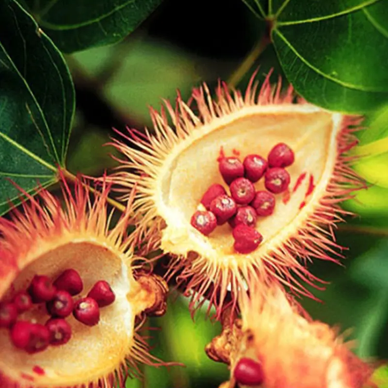 Annatto Extract
