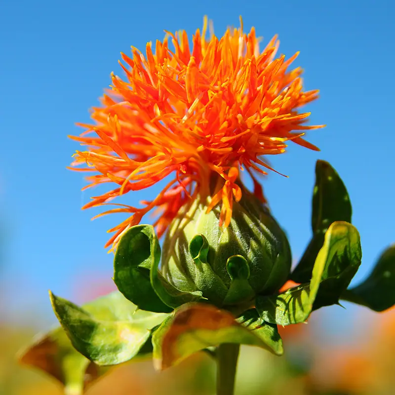 Carthamus Yellow