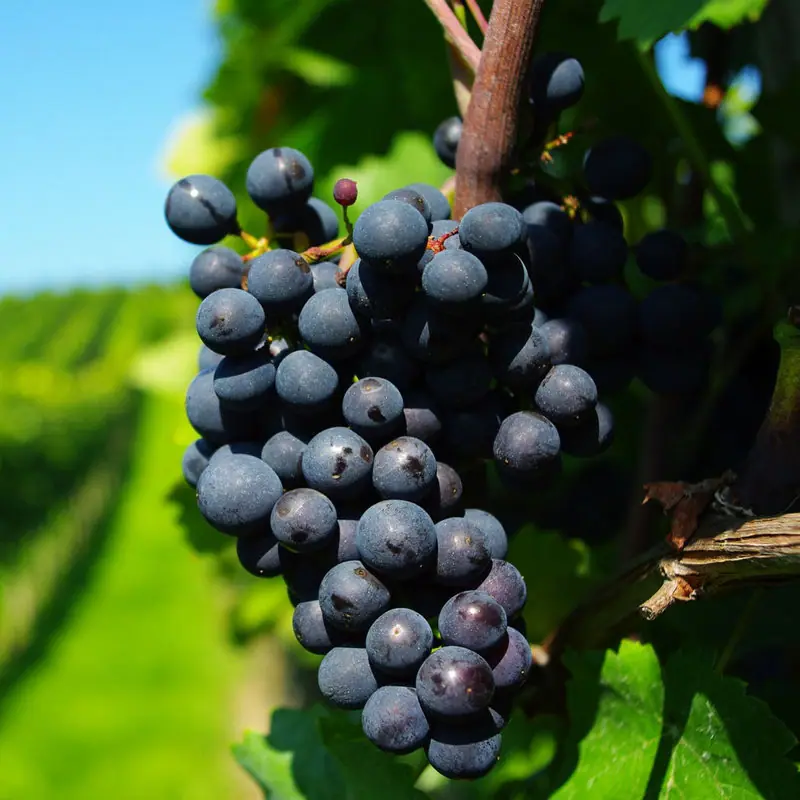 Grape Skin Red