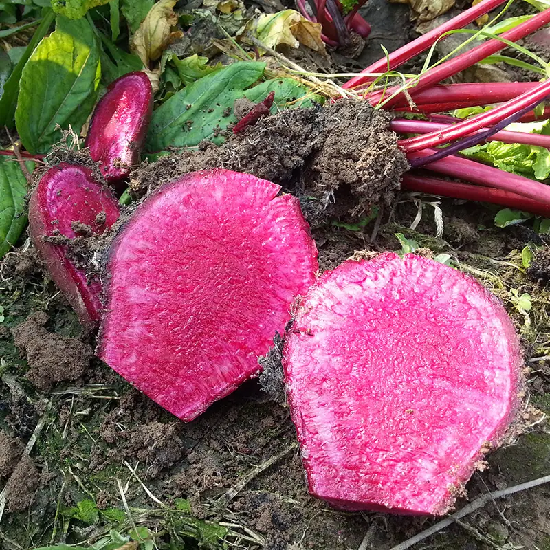 Radish Red