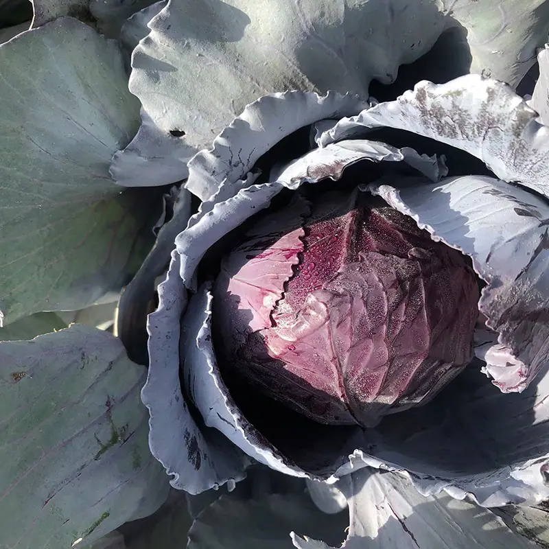 Cabbage Red